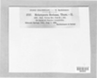 Melampsora medusae image